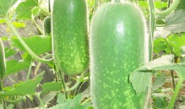 吃瓜爆料大事件真相 北京朝阳吃瓜,真相背后的惊人内幕